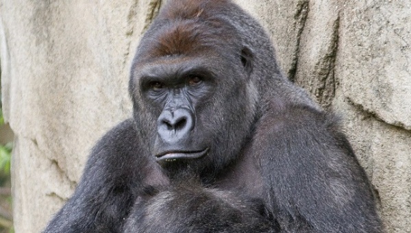 The 450 Pound Gorilla in the Room – Waiting For Today